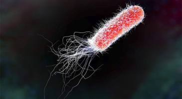 e coli