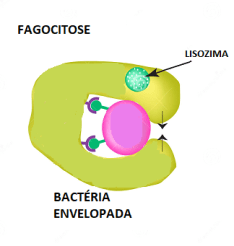 FAGOCITOSE